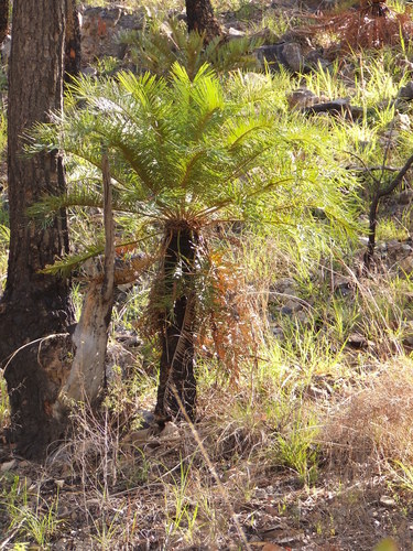 Cycas cairnsiana