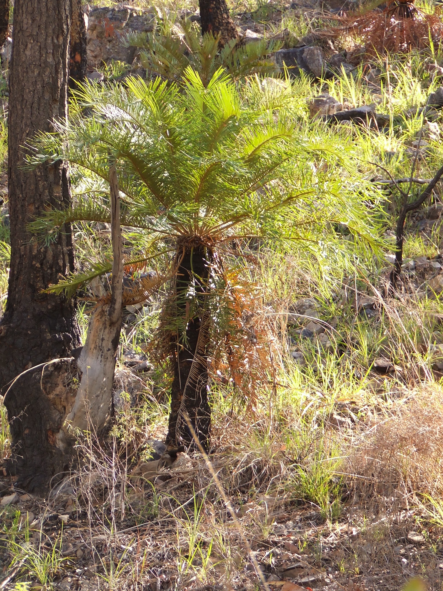 Cycas cairnsiana