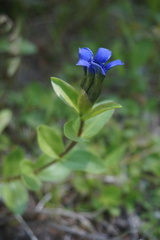 Gentiana calycosa