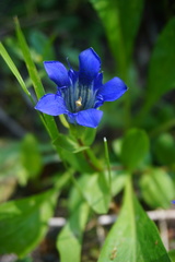 Gentiana calycosa