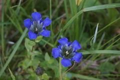 Gentiana calycosa