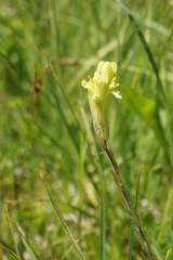 Castilleja cusickii