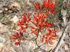 Haemodorum coccineum