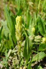 Castilleja cusickii
