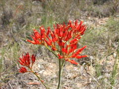 Haemodorum coccineum
