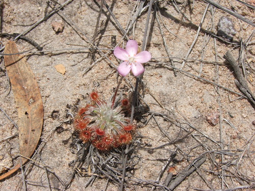 Drosera ordensis