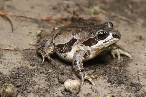 Illinois Chorus Frog