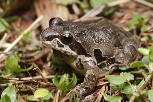 Illinois Chorus Frog