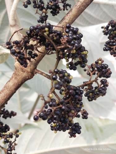 Callicarpa arborea observed 2023-03-08