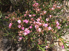 Jacksonia thesioides