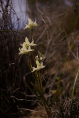 Disperis circumflexa aemula