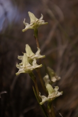 Disperis circumflexa aemula