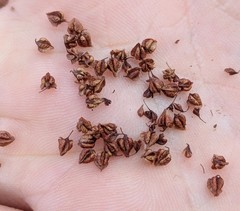 Rumex triangulivalvis
