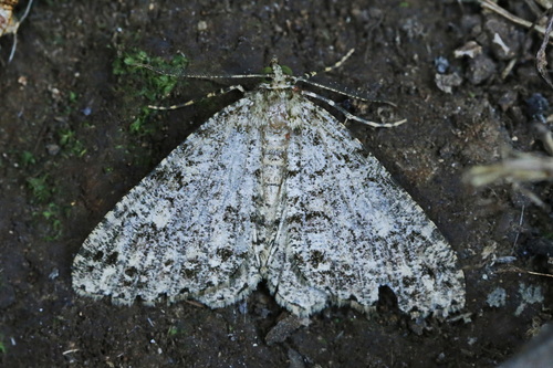 Paraphoides foeda
