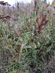 Rumex triangulivalvis