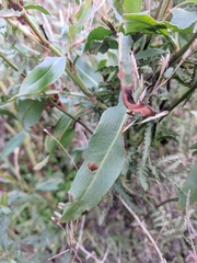 Rumex triangulivalvis