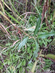 Rumex triangulivalvis