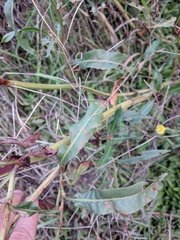 Rumex triangulivalvis