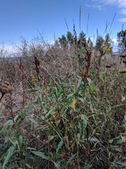 Rumex triangulivalvis
