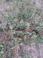 Rumex triangulivalvis