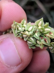 Rumex triangulivalvis