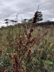 Rumex triangulivalvis