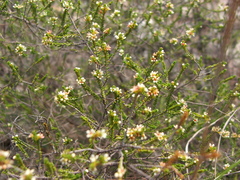 Micromyrtus delicata
