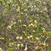 Micromyrtus delicata - Photo (c) coenobita, algunos derechos reservados (CC BY), subido por coenobita