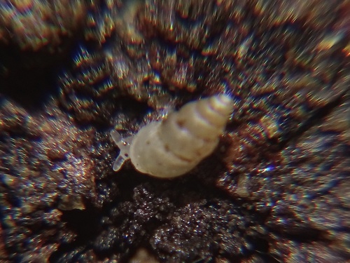Carychium ibazoricum
