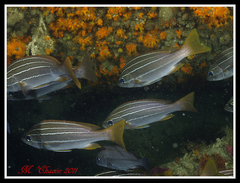 Parapristipoma octolineatum