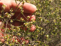 Micromyrtus delicata