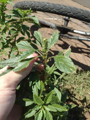 Amaranthus palmeri observed 2023-03-04