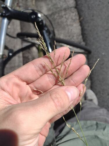 Eragrostis pectinacea, 2023-03-04