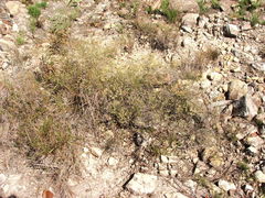 Micromyrtus delicata