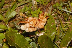 Parinari capensis image