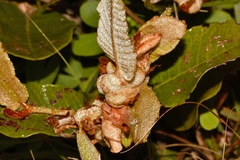 Parinari capensis image