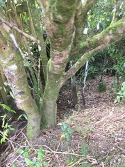 Melicytus ramiflorus ramiflorus