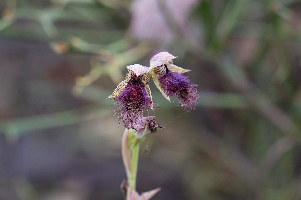 Calochilus stramenicola