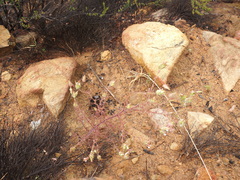 Cordylanthus rigidus setigerus