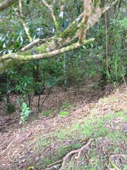 Melicytus ramiflorus ramiflorus