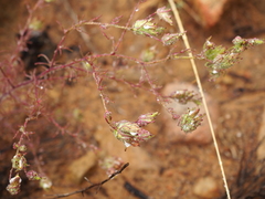 Cordylanthus rigidus setigerus
