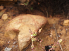 Cordylanthus rigidus setigerus