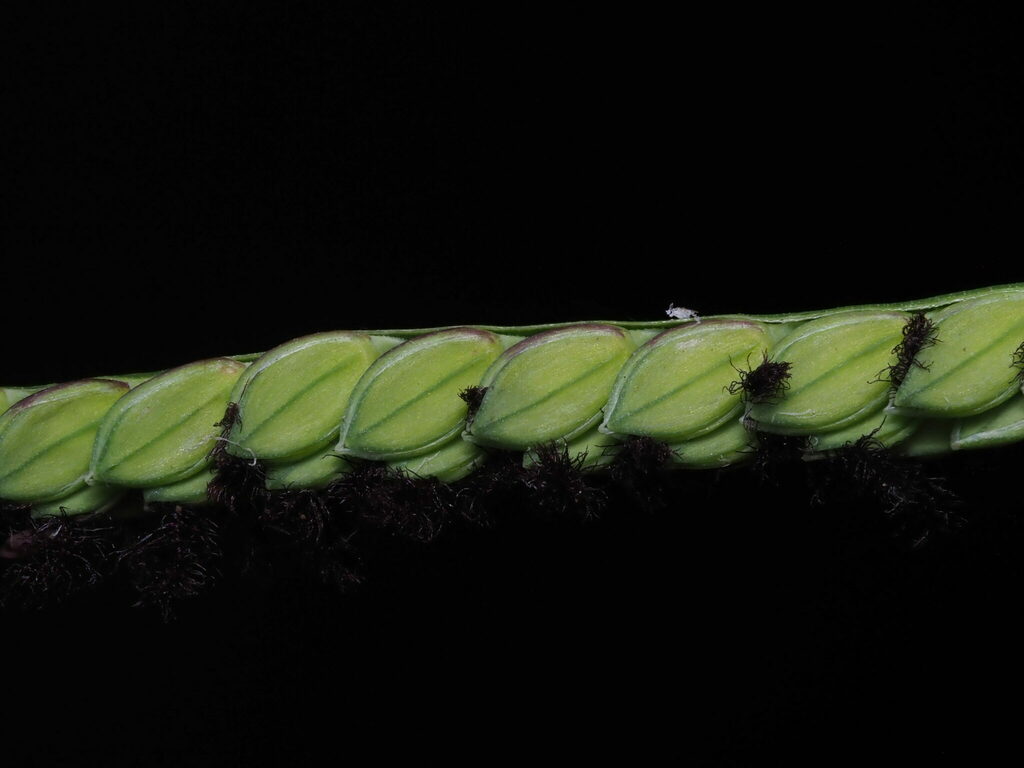 Paspalum jesuiticum