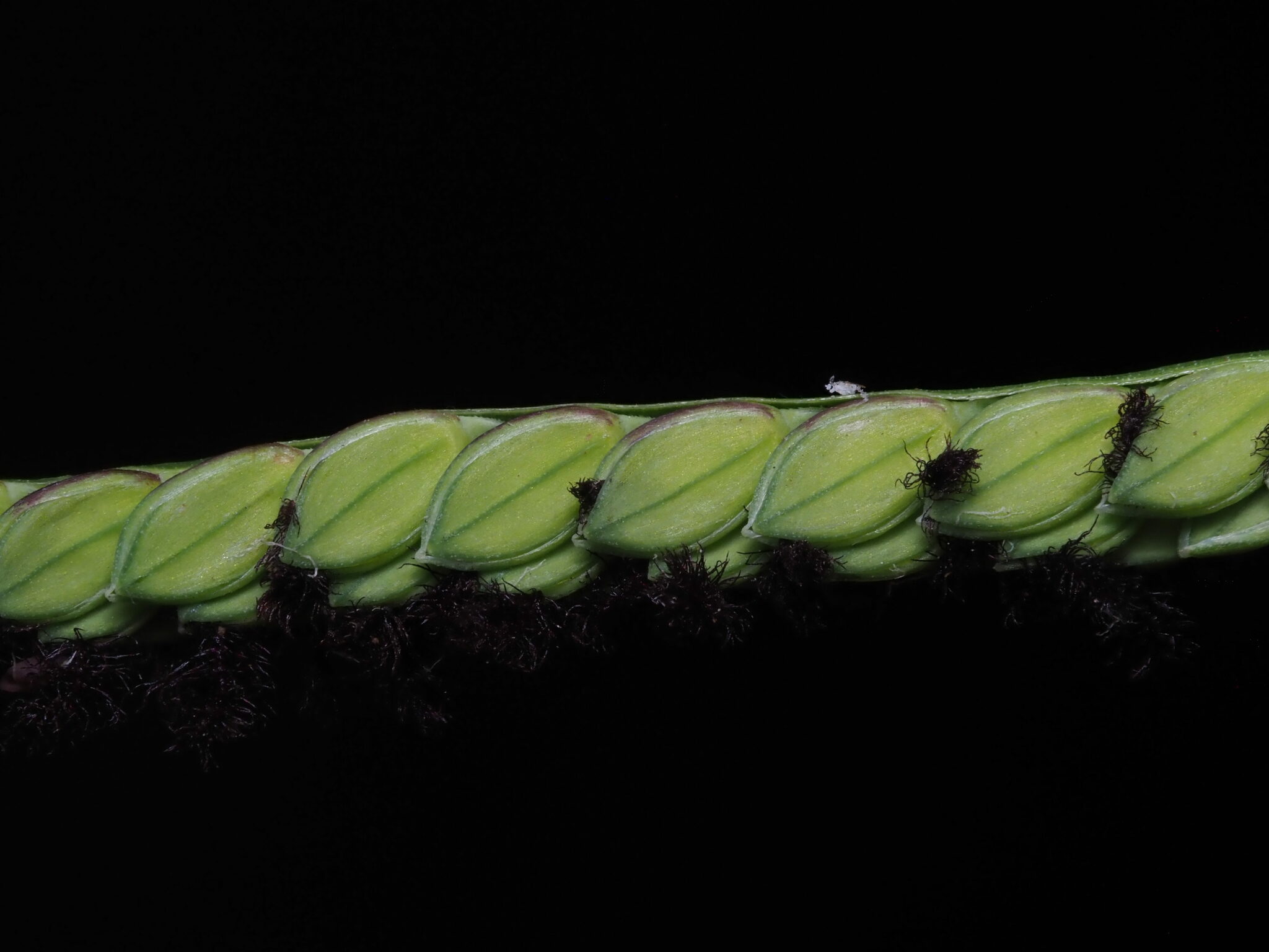 Paspalum jesuiticum
