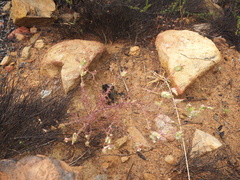 Cordylanthus rigidus setigerus