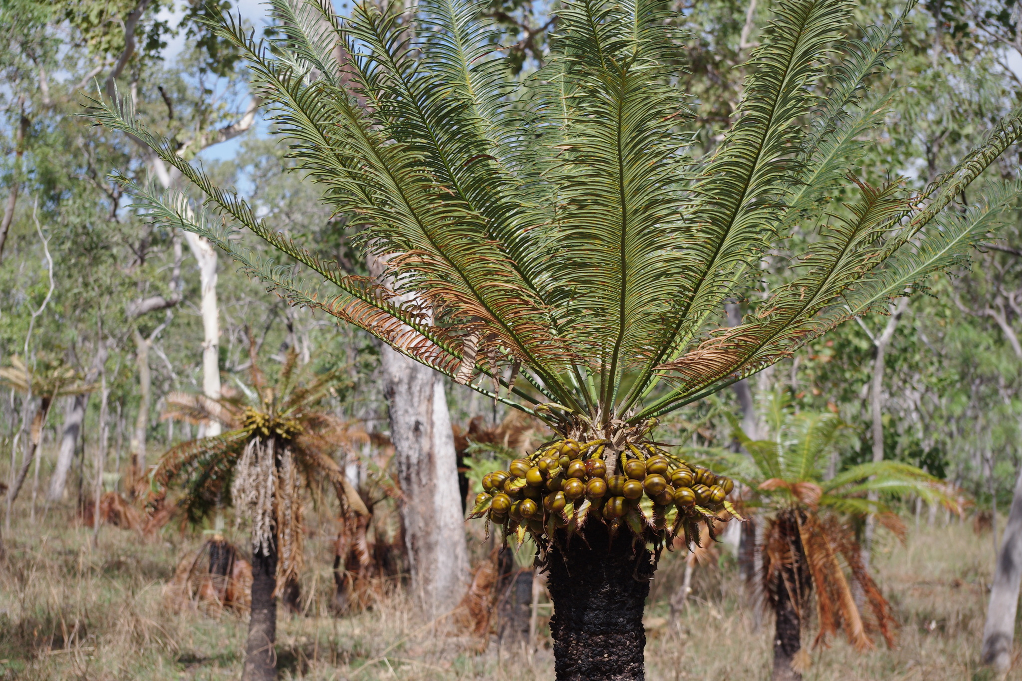 Cycas yorkiana