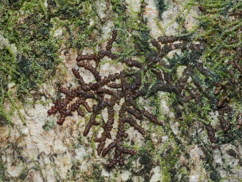 Frullania meyeniana