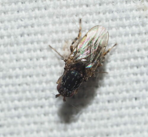 Dung fly