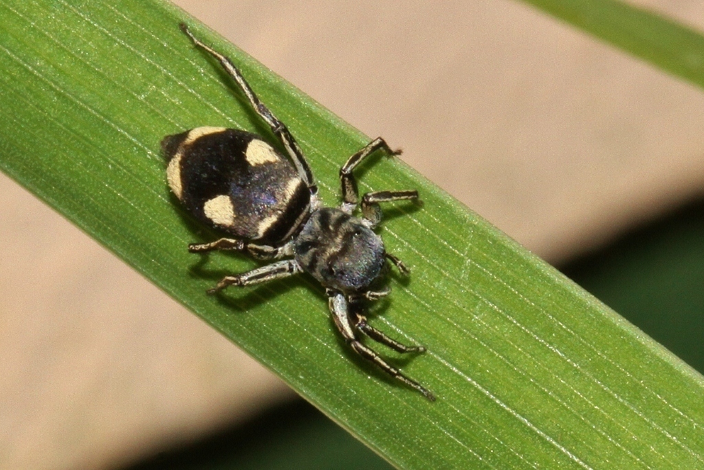 Four-spot mexcala ant-mimic jumping spider