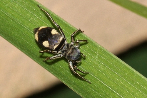 Four-spot mexcala ant-mimic jumping spider - Spider Species